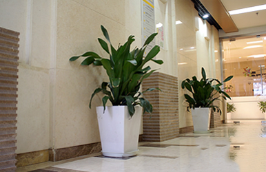 寫字樓植物租擺